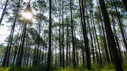 Morning pine forest. Stock Footage 120889421