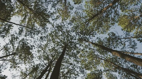Morning pine forest. Stock Footage 120889606