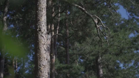 Morning pine forest  Stock Footage 141450541