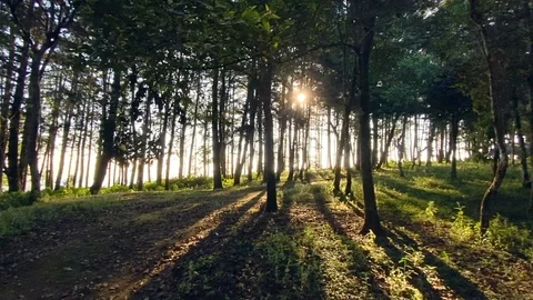 Morning pine forest - Green forest beautiful nature Stock Footage 120400780