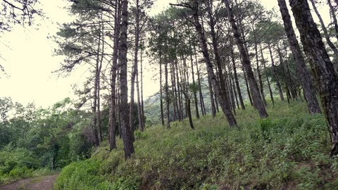 Morning pine forest - Green forest beautiful nature Stock Footage 120820573
