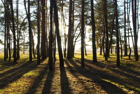 Morning in pine forest Stock Photos