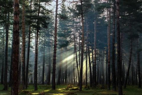 Morning in pine forest Stock-Fotos