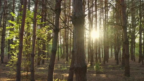 Morning in a pine forest, the sun's rays break through the branches of trees. Vidéo 219571332