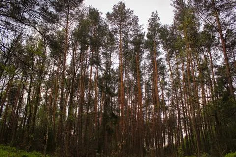 The morning in the pine forest. Wonderful dawn in unity with nature. Stock Photos