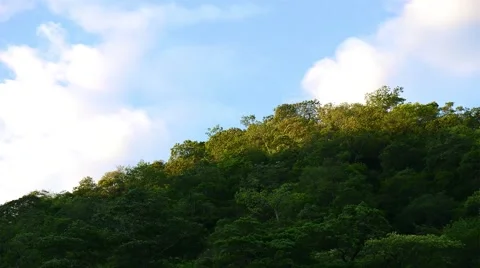 Morning Rainforest Canopy, Time Lapse Stock Footage 40341444