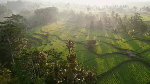 Morning rays above rice fields in Bali 4K Stock Footage 248762473