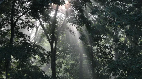 Morning Rays of Light Through Forest Stock Footage 39537787