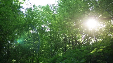 Morning Rays in Summer Forest Stock Footage 94509825