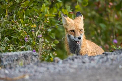 Morning red fox looking around Stock Photos