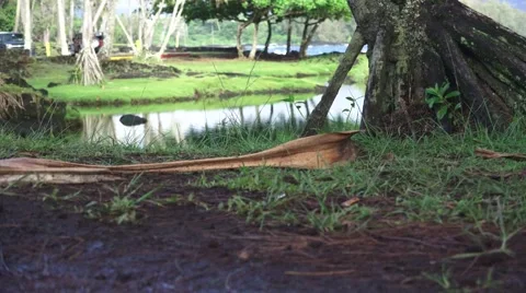 Morning reflections from lagoon Stock Footage 52529771