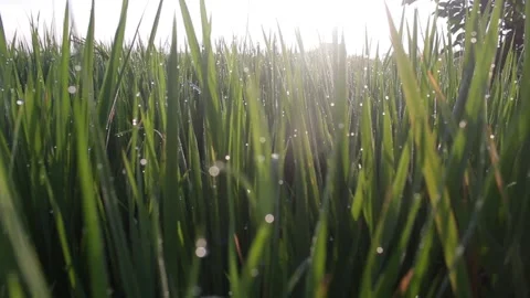 Morning Rice Stock Footage 219688339