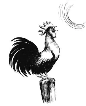 Morning rooster Stock Illustration