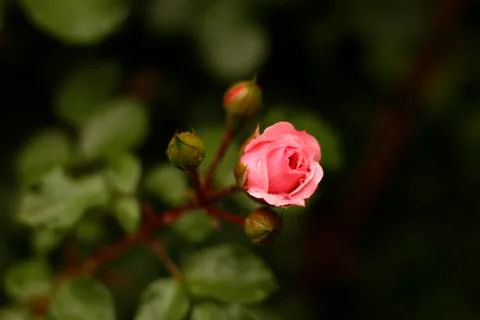 Morning rose Stock Photos