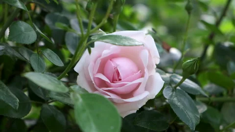 Morning rose sways Stock Footage 150708736
