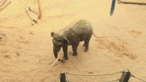 Morning routine of an elephant Stock Footage 311065777