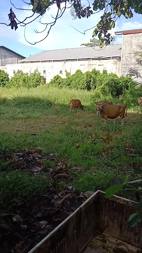 Morning routine Stock Footage 239594414