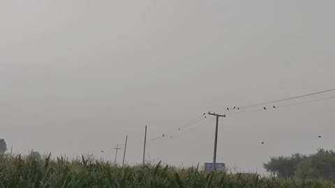 Morning scene from fields Stockbeeldmateriaal 168173225