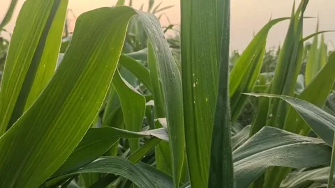 Morning scenes from fields Stockbeeldmateriaal 168172829