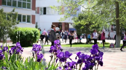 Morning at school Stock Footage 67351689