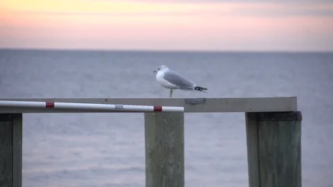 Morning seagull 库存影片 97709736
