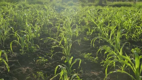 Morning Serenity Small Corn Tree Glistening in the Early Light Stock Footage 254932404