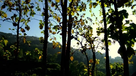 Morning Shine Stock Footage 165491891