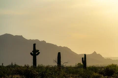 Morning sky over the Sonoran Desert of Arizona with saguaro cacti in the fore Stock Photos