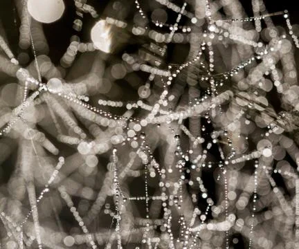 Morning spider web Stock Photos