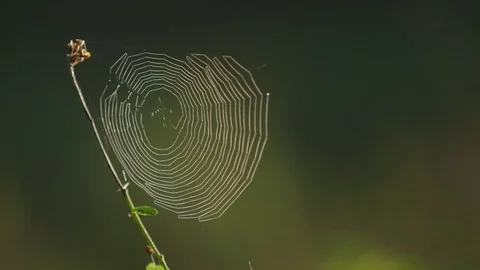Morning Spiderweb Close Up Stock Footage 74695919