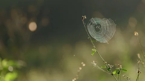 Morning Spiderweb Stock Footage 74698176