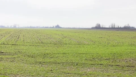 Morning spring field with rows of green sprouts Video stock 126747747
