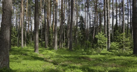 Morning in the spring forest, 4K Stock Footage 244329085