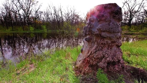 Morning in spring forest Stock Footage 72385723