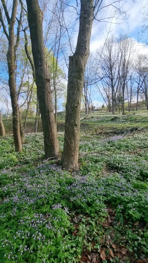 Morning in spring forest. Stock Footage 329228119