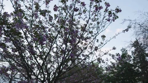 Morning spring in Paris eiffel tower hiding behind cherry blossom tilt up Stock Footage 272711709
