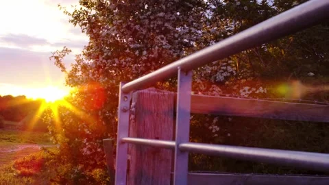 Morning in summer forest. Sun rays emerging though the flower tree branches. Stock Footage 186538533