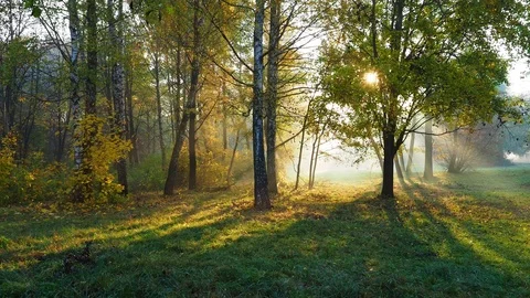 Morning sun beams light through trees in autumn misty forest Stock Footage 119970792