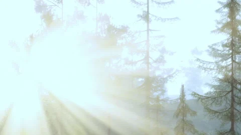 Morning Sun Dances Through Tall Trees in a Serene Forest Landscape Stock Footage 344824355