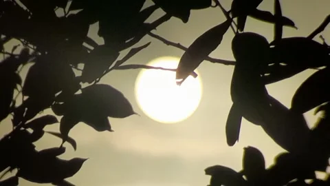 The morning sun Stock Footage 220751184