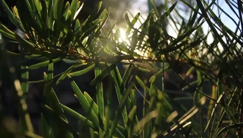 Morning sun Stock Footage 242241902