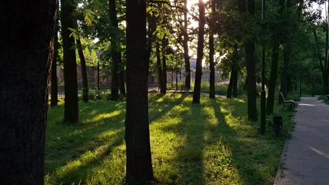 Morning sun Stock Footage 341676635