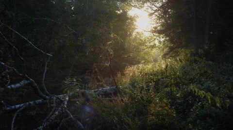 Morning sun in the forest Stockbeeldmateriaal 69003815