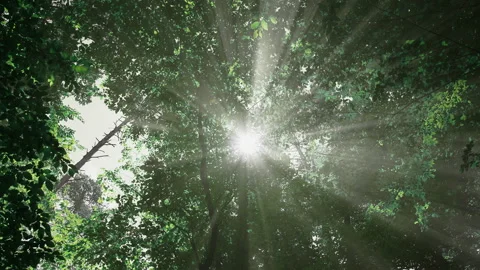 Morning sun in the forest. Stock Footage 155646438