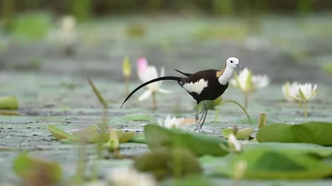 Morning sun frames Jacana walking across floating vegetation in wetland habitat. Video stock 314775677