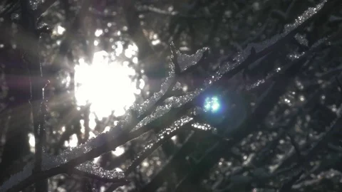 Morning sun peaking through cold ice covered tree branches in winter Vidéo 102795369