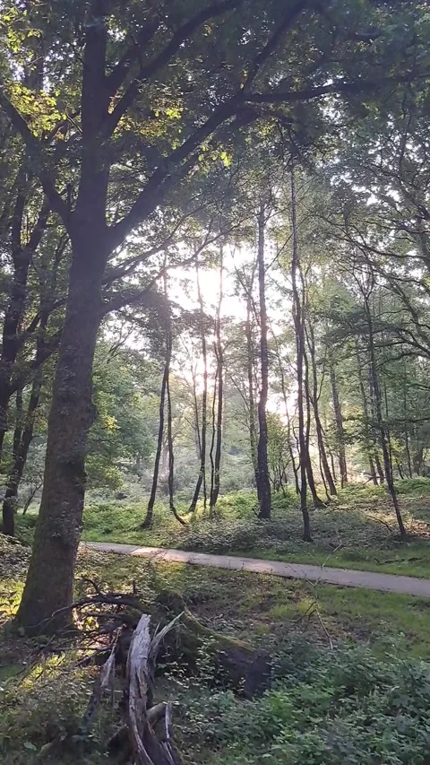 Morning sun peaking through the trees while filmer moves forward Stock Footage 314856931