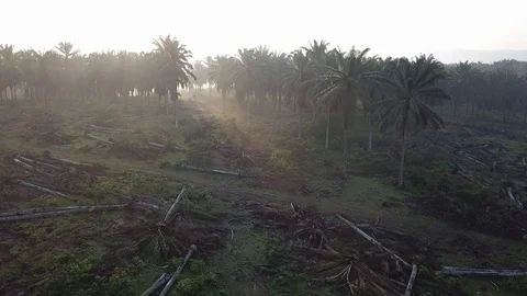 Morning sun ray diffuse through oil palm trees plantation. Stock Footage 117406478