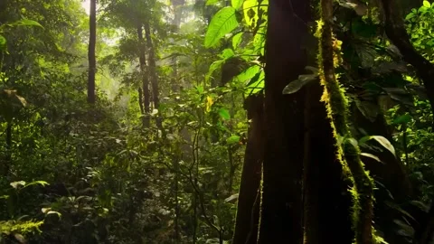 Morning Sun rays break through the foliage of magnificent green tree. 库存影片 246803777