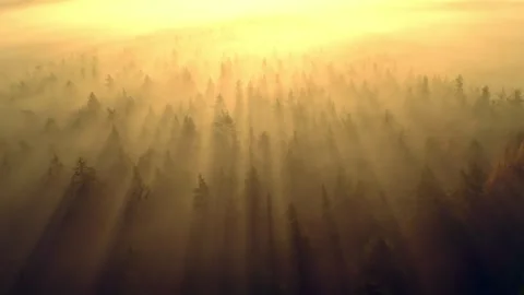 Morning sun rays break through fog over a forest landscape 스톡 동영상 320262881
